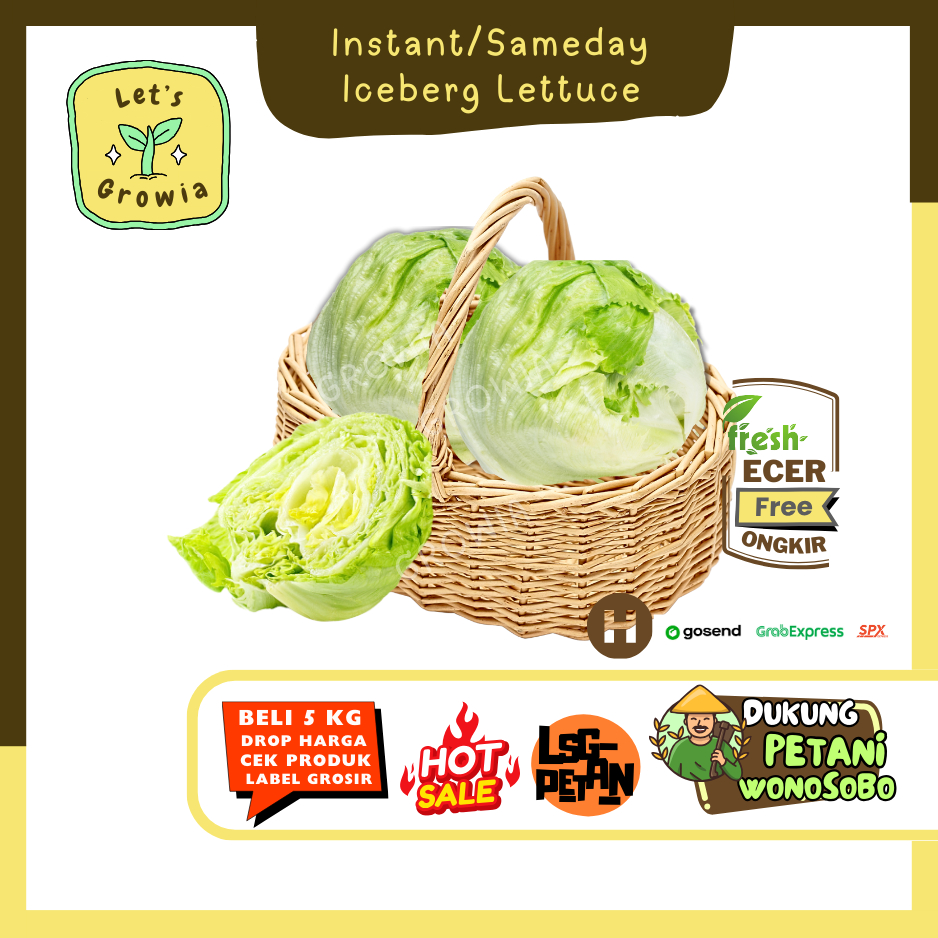 

Growia || Iceberg Lettuce -- Hasil Petani Langsung Ecer(H)