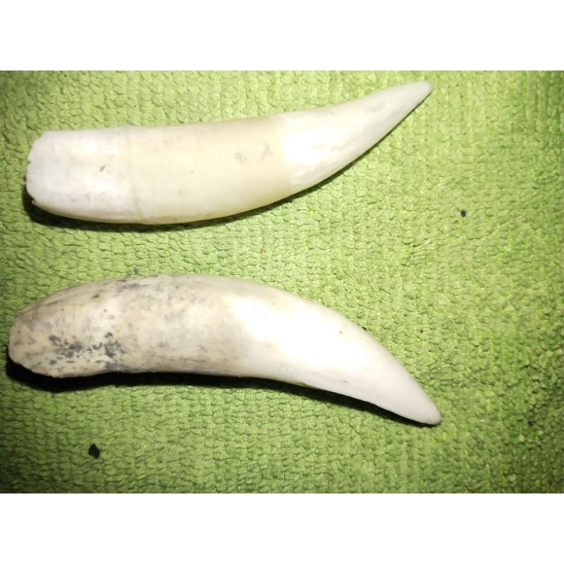 taring buaya asli