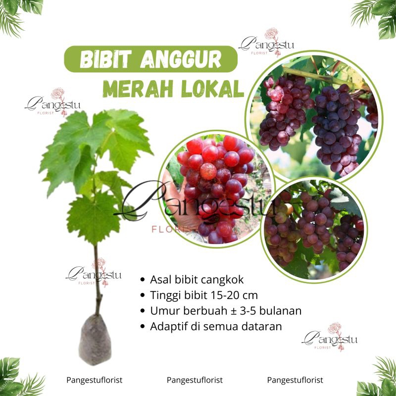 

Bibit Buah Anggur Merah Lokal