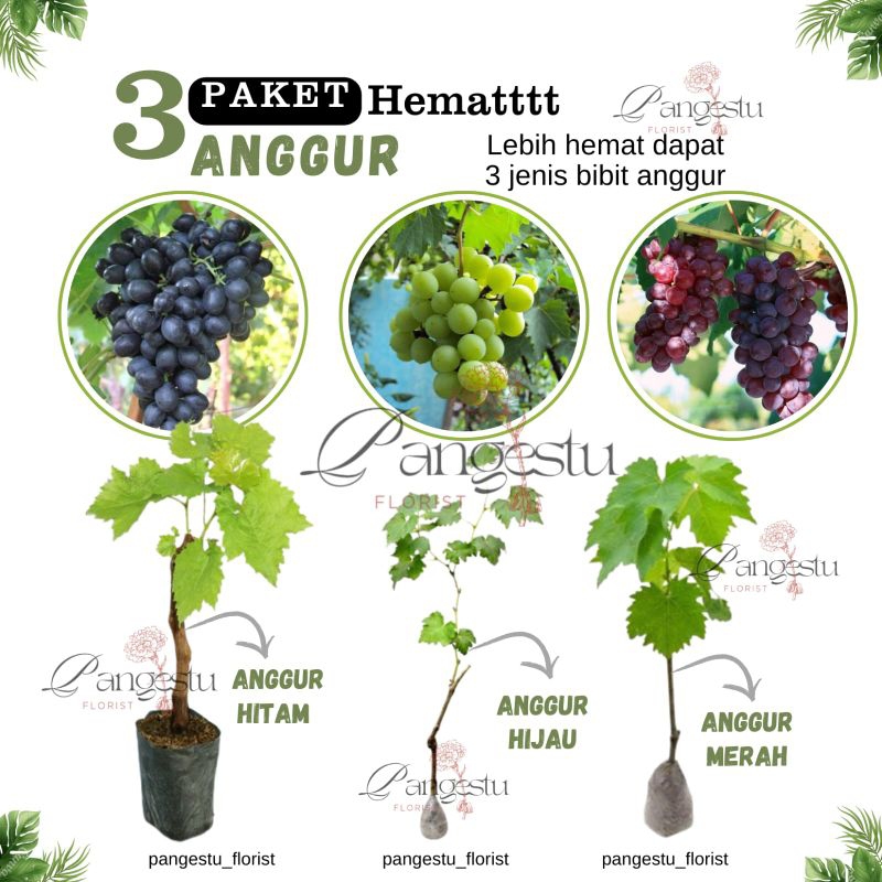 

3 Paket Hemat Bibit Anggur Lokal (Hitam,Hijau,Merah)