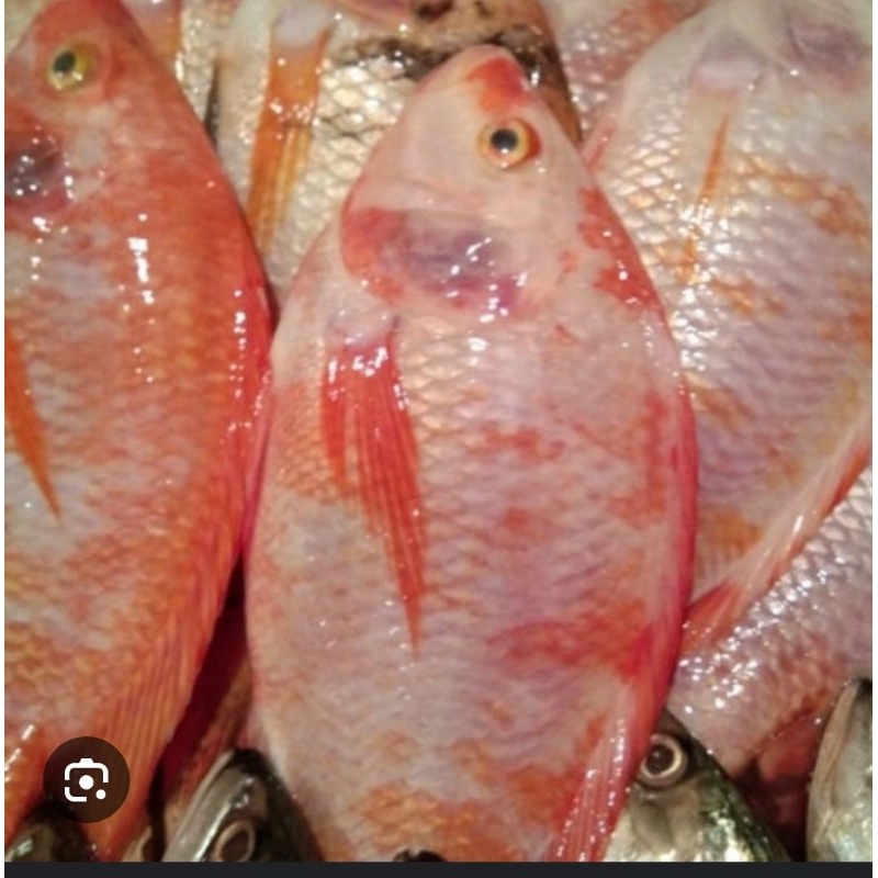 

Ikan Nila Segar per 1 kg