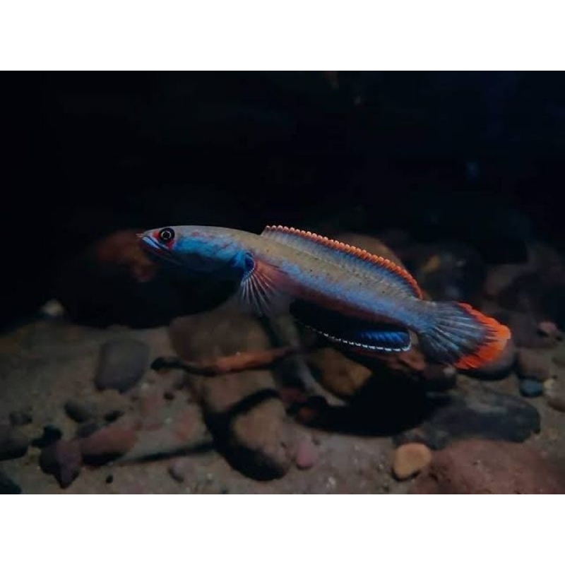 

baby Channa fire and ice cb ukuran 3-5cm