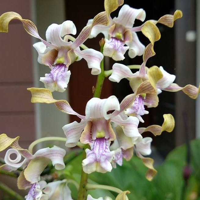 [ DEWASA ] Anggrek Besi Sulawesi | Dendrobium pseudoconanthum Jungle Plant Unik & Langka