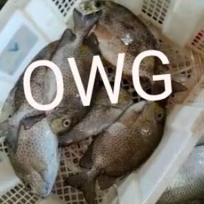 

IKAN MASADAR / BARONANG SUPER 1kg