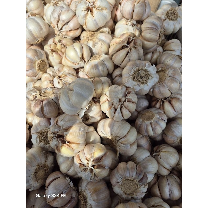 

RB Bawang Putih - Bawang - Bawang Honan