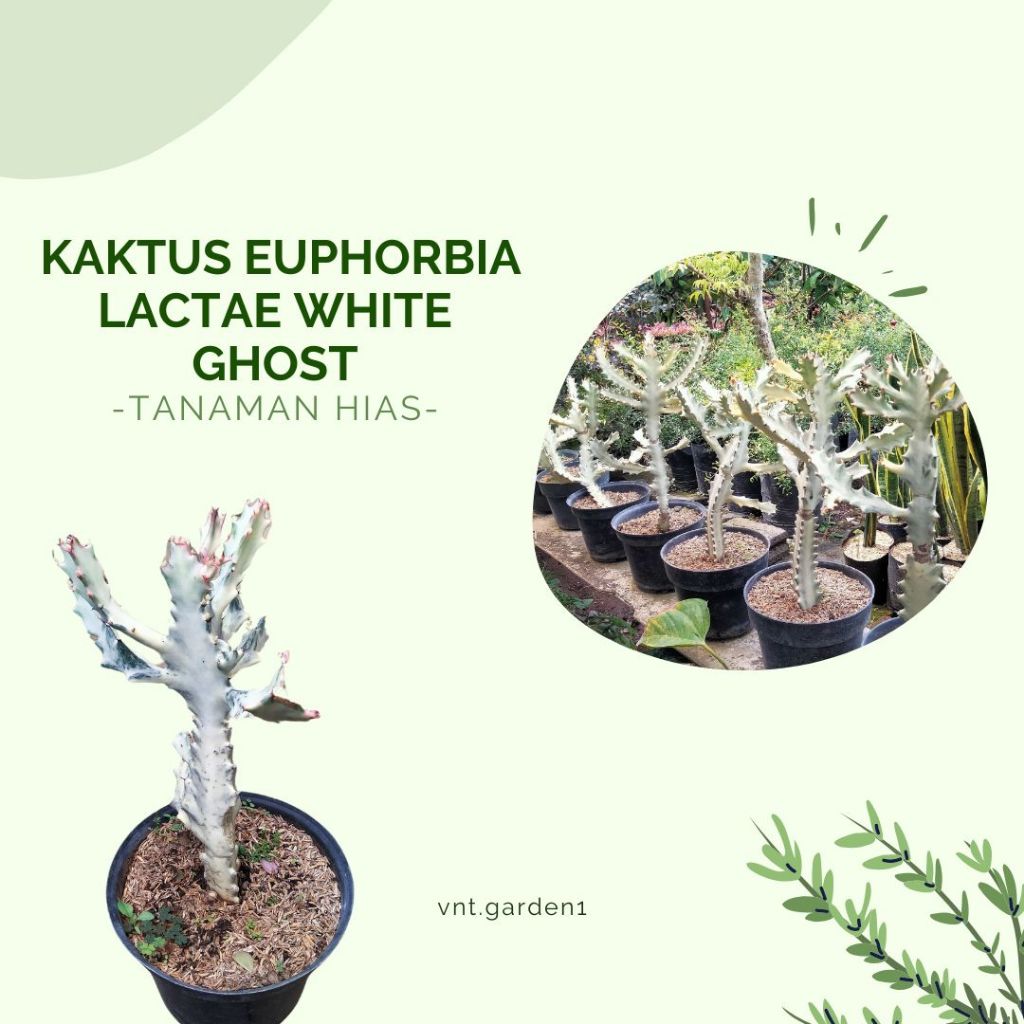 Kaktus Euphorbia Lactae White Ghost