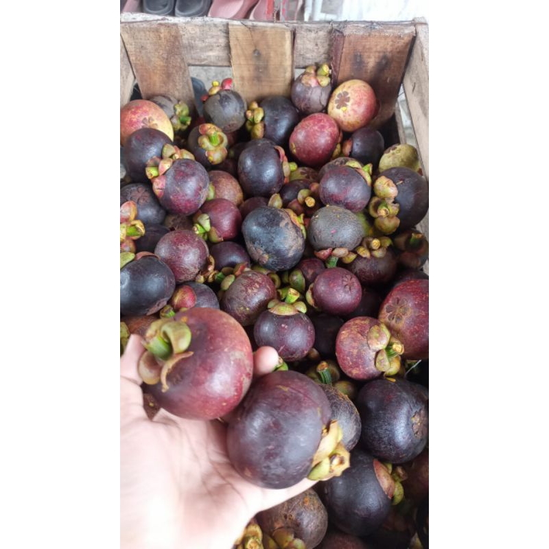 

Buah Manggis Segar Pilihan 1kg