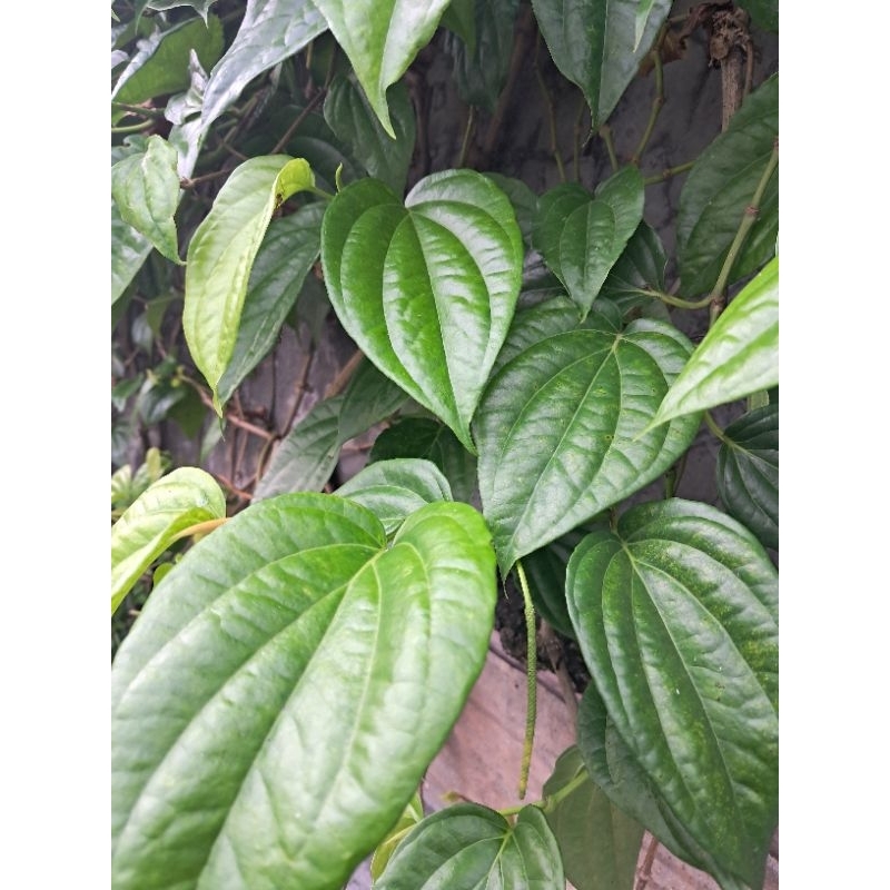 

Daun Sirih Segar Herbal [Real pict pohon sendiri]