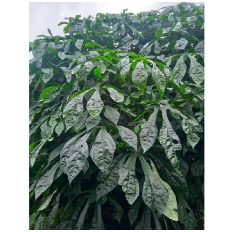 Bibit Daun Singkong Papua 1kg