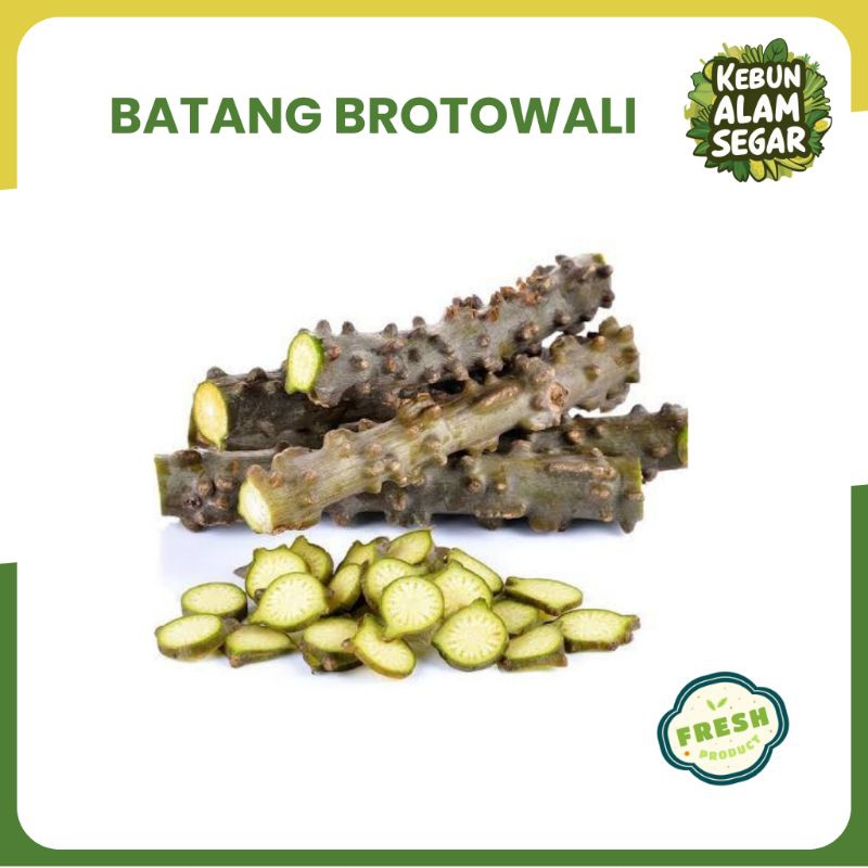 

BATANG BROTOWALI SEGAR PAHIT - SAPIH ASI