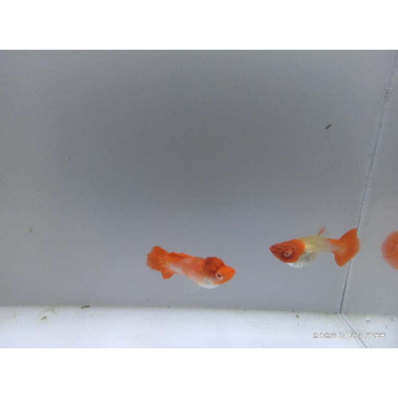 Pakan Guppy Albino King Koi Genetik Red Ear Pasangan