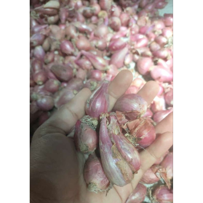 

Bawang_Merah_Tangggung