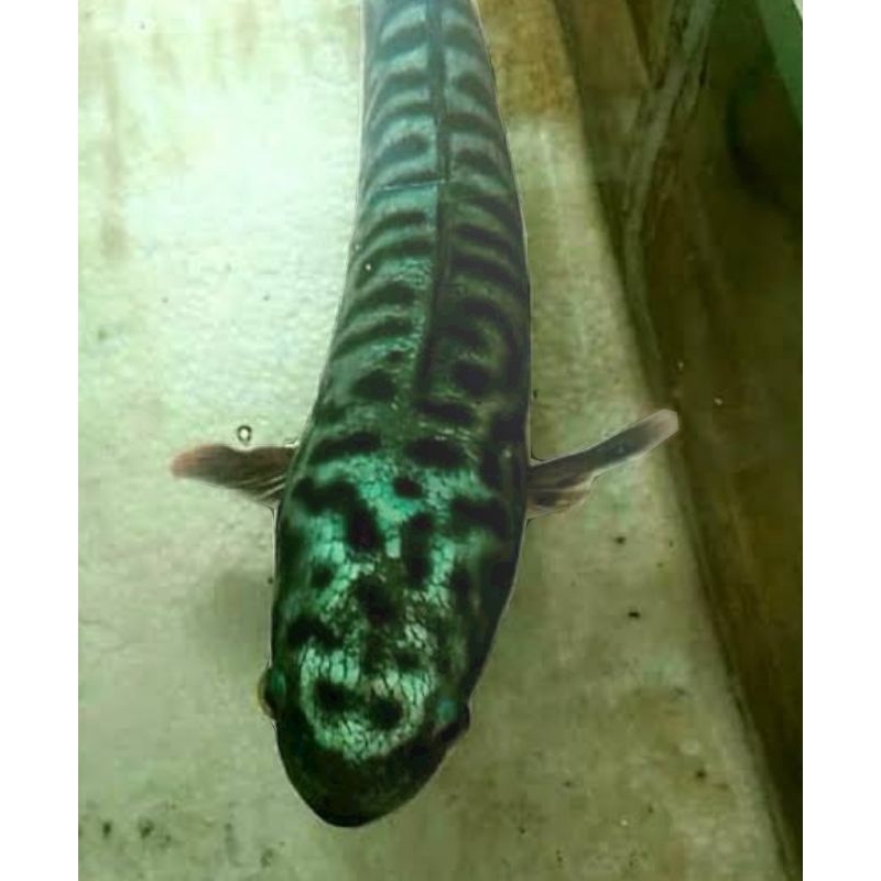 Ikan Hias Toman size 15 cm, Ikan toman 15 cm