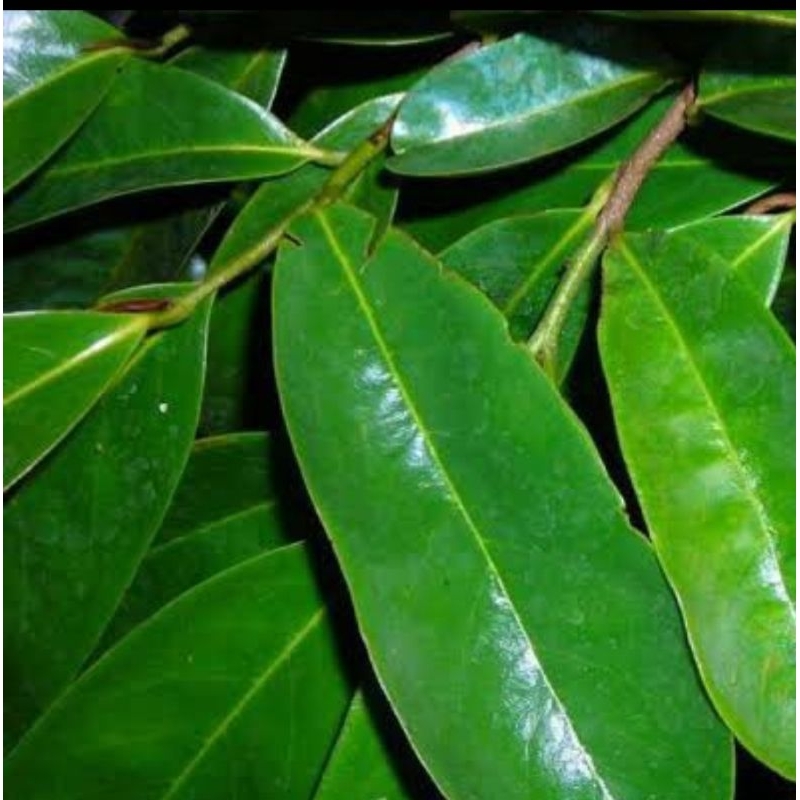 

Daun Sirsak Hijau Segar Baru Dipetik - LADANG BERTUMBUH