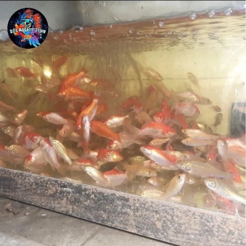 Pakan Predator Ikan Mas Perkantong / Imas Hidup / Pakan Hidup