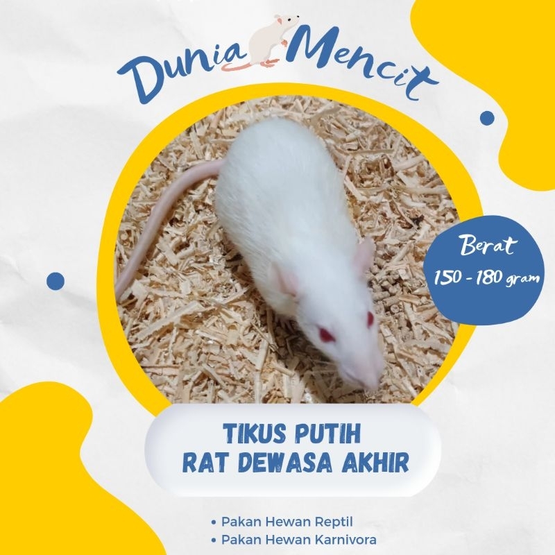 Tikus Putih Rat Dewasa Akhir