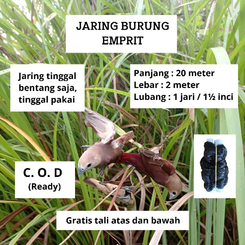 PIKAT JEBAKAN BURUNG SIAP PAKAI JARING BURUNG EMPRIT PIPIT SIAP PAKAI JARING MONTANA