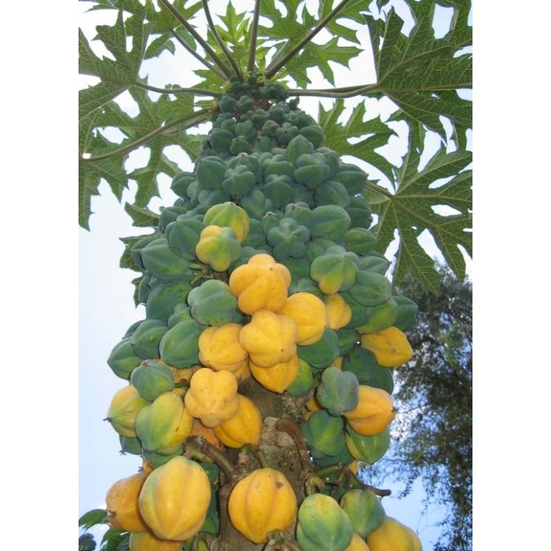 

Buah Carica