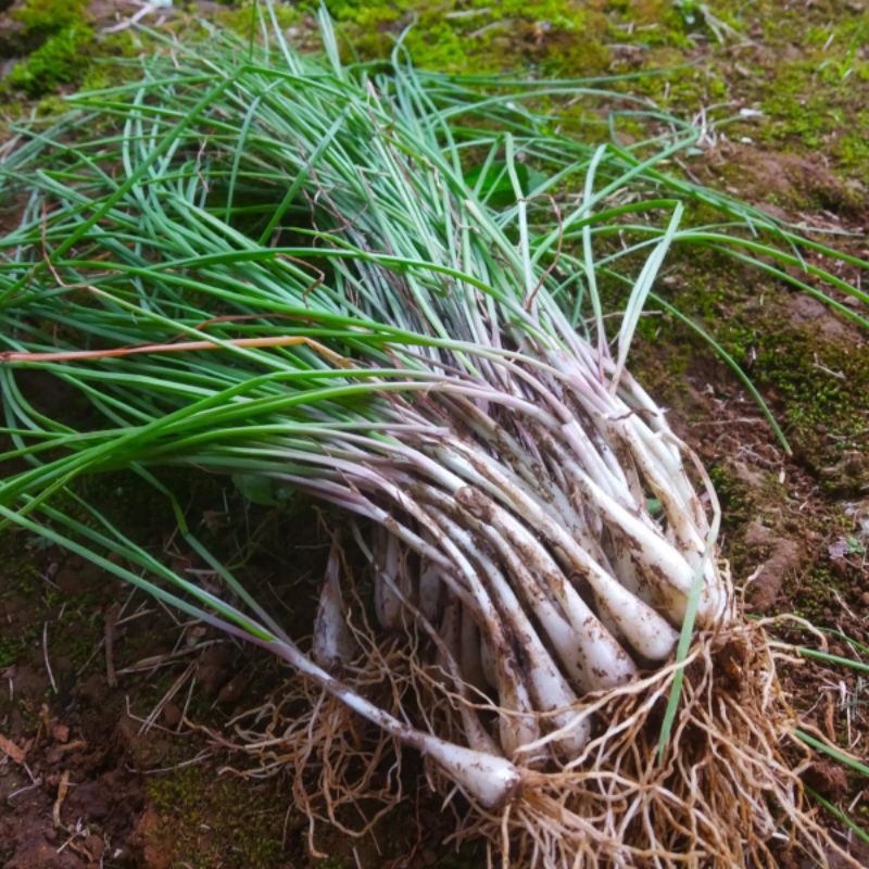 

BAWANG KUCAI SEGAR 250GR