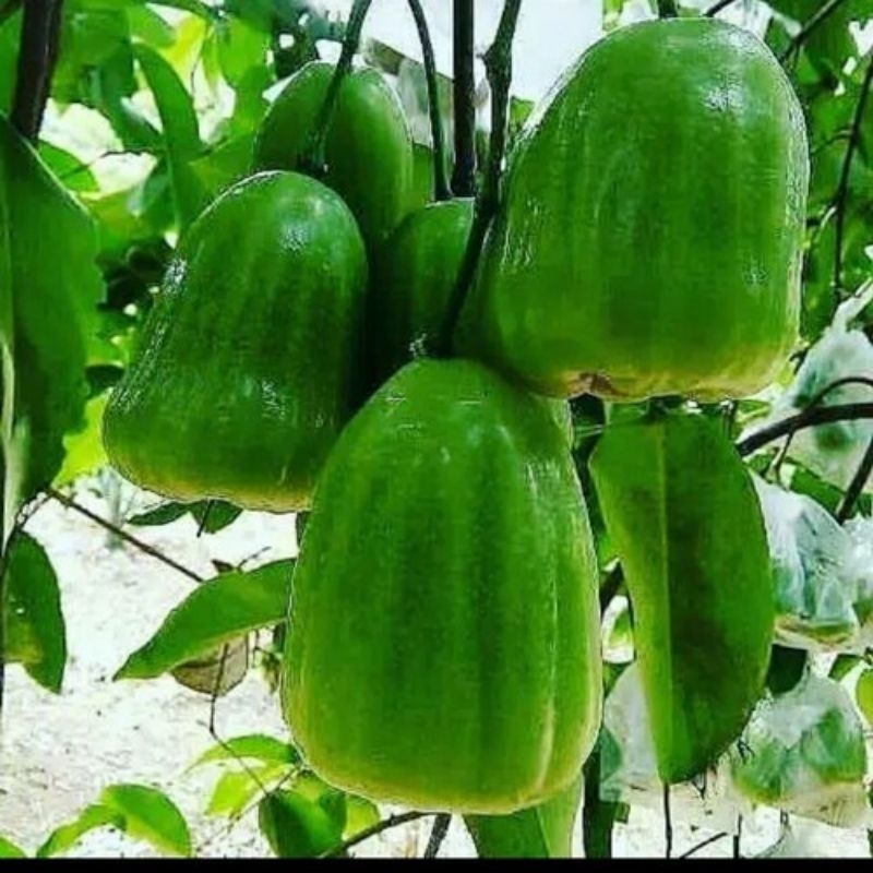 bibit jambu kiojok okulasi