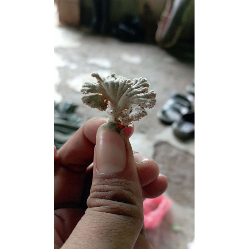 

jamur grigit/jamur karet