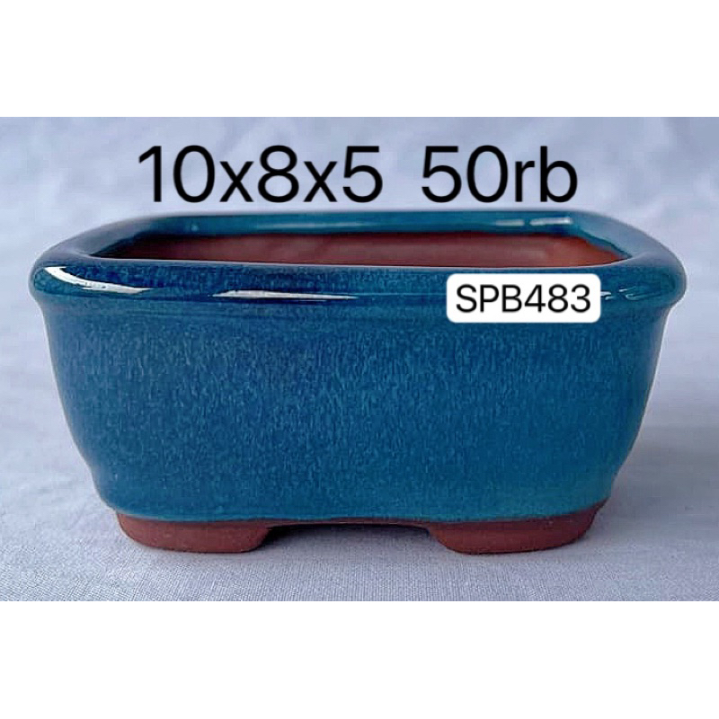 pot bonsai shito dan mame import