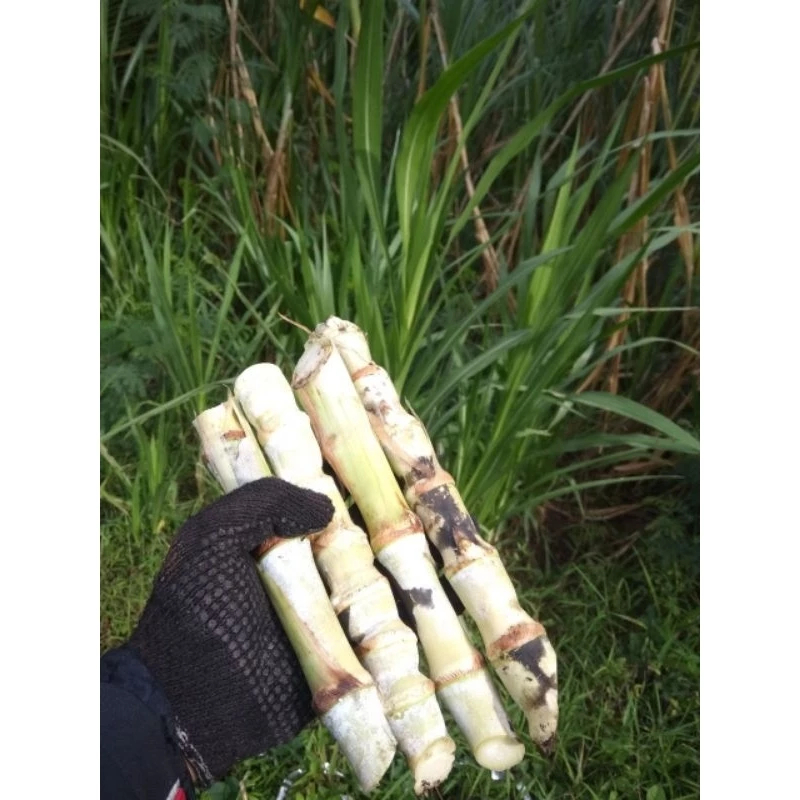 Odot Jumbo Asli Kualitas Super, Bibit Rumput Odot Super