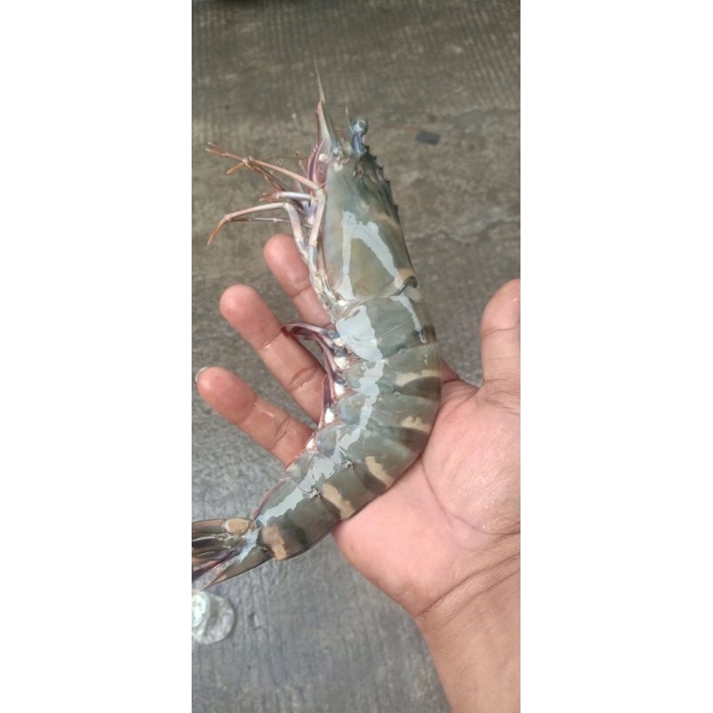 

udang pancet size 13-15 fresh Quality