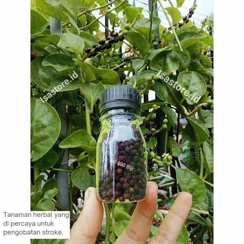 

Biji Buah Angkung Kering Isi 400 biji Asli 100% Herbal