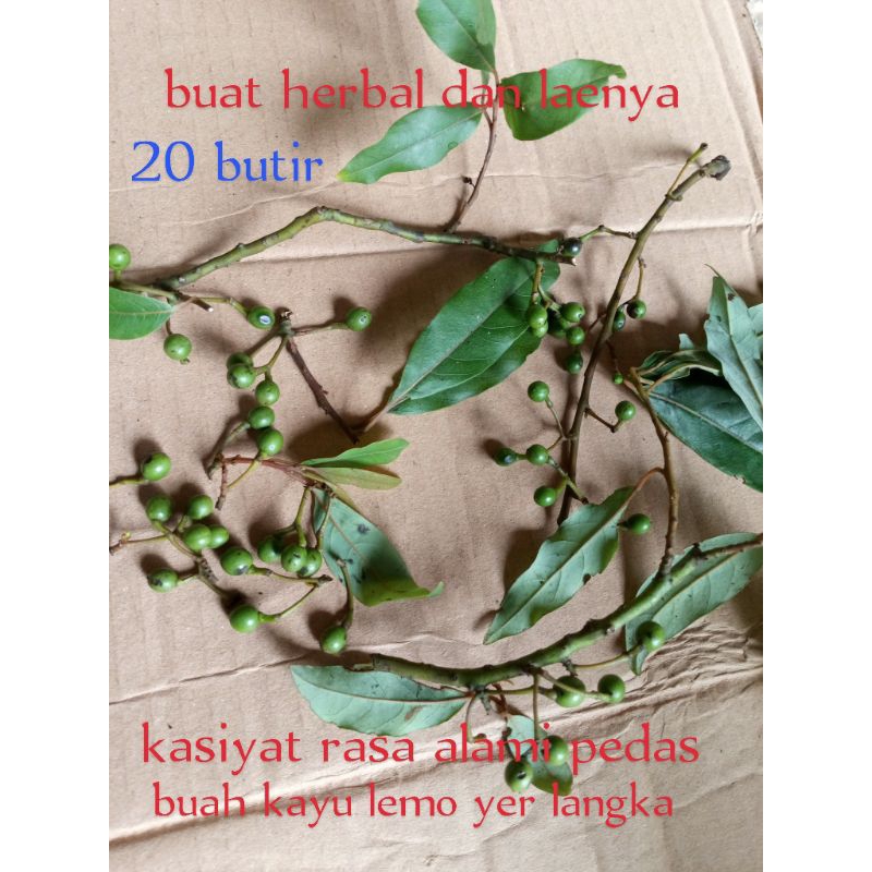 

buah kayu lemo herbal memiliki rasa luar biasa rsa buah lemo kering maupun atu baru ambil sama sajah 20 butir
