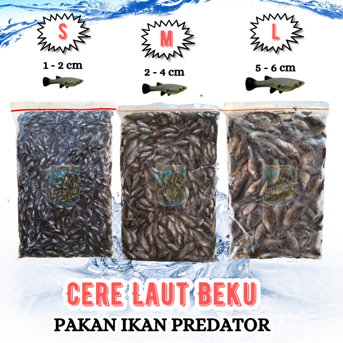 Ikan Cere Laut Beku Cere Beku Cere Pakan Predator 500gr Pakan Ikan Predator Cere Laut Segar Pakan Ar