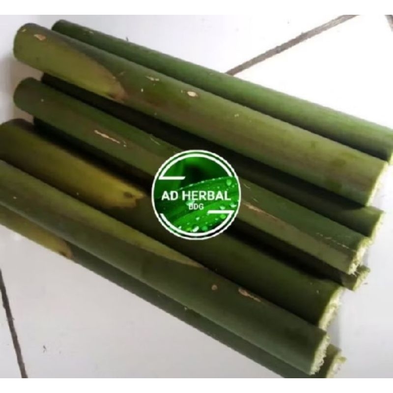 

Jual batang honje/kecombrang per 1 kg