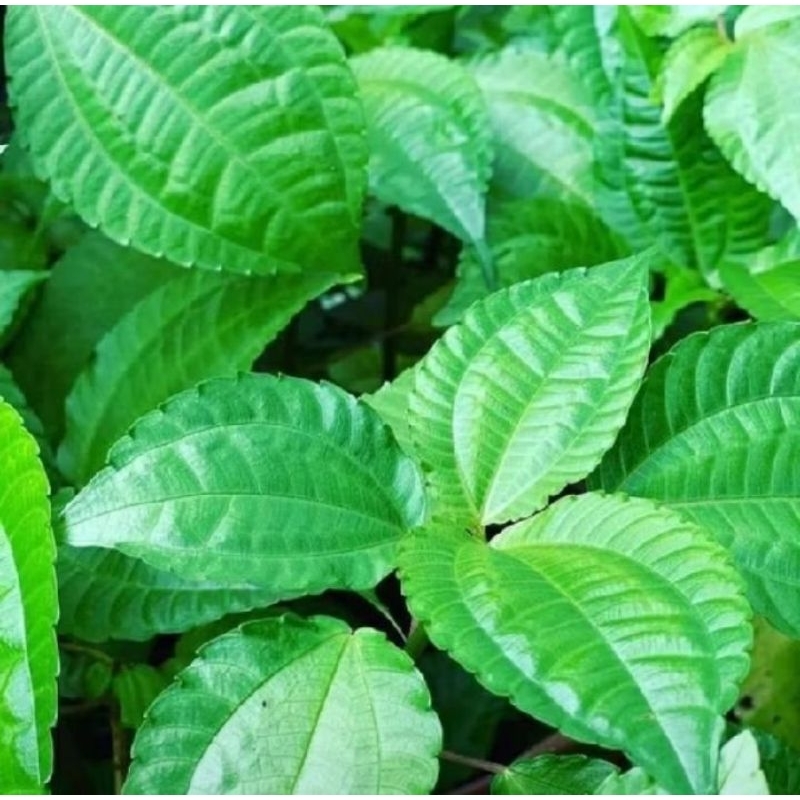 

Lalap daun pohpohan segar per 500 gram