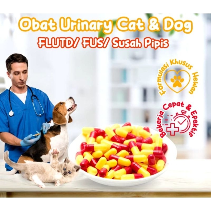 OBAT URINARY KUCING - Obat Kucing FLUTD FUS Kencing Darah Kencing Nanah Infeksi Saluran Kencing Susa