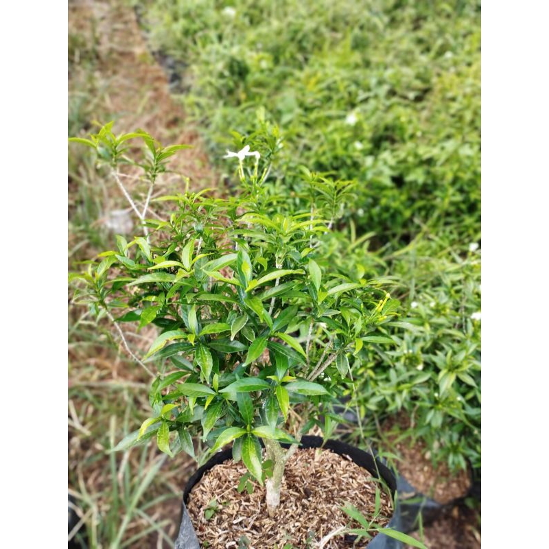 tanaman asoka rombusa /asoka rombusa putih