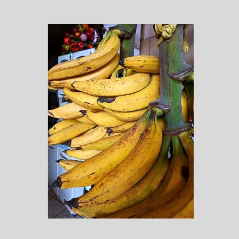 

buah pisang tanduk sukabumi