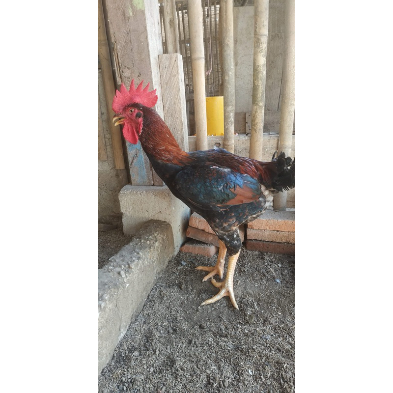 

TELUR FERTIL AYAM MARDI BAHAN SPEED BRODING UNTUK DI TETASKAN