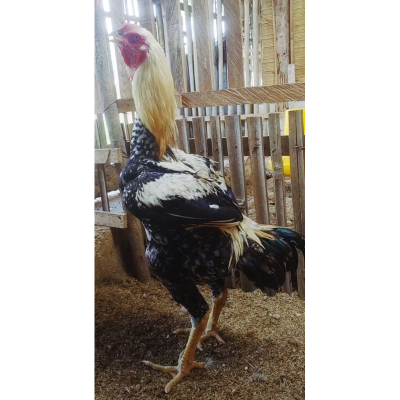 

TELUR FERTIL AYAM KINGGANTE PEDAGING UNTUK DI TETASKAN