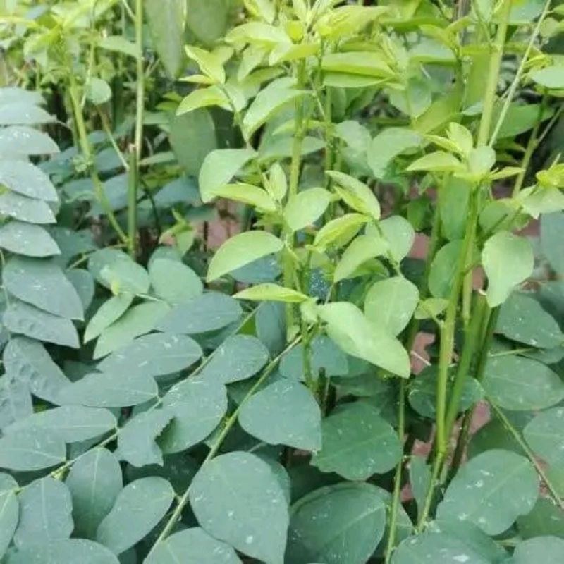 Bibit katuk /stek bibit daun katuk herbal/penambah asi/Tanaman daun katuk