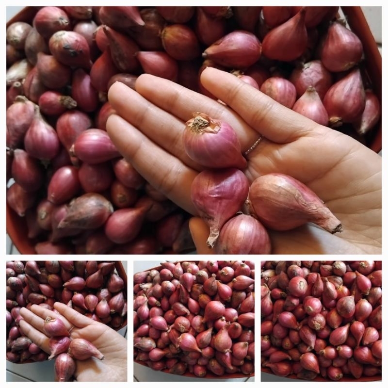 

BAWANG MERAH BESAR 1KG