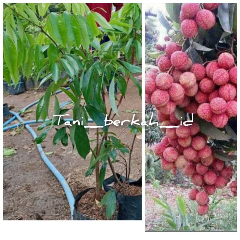 bibit leci merah cangkok pernah berbunga(full media)