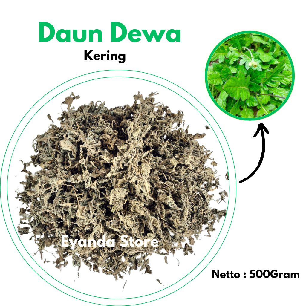 

TERMURAH 500Gram Daun Dewa Kering Kwalitas Premium