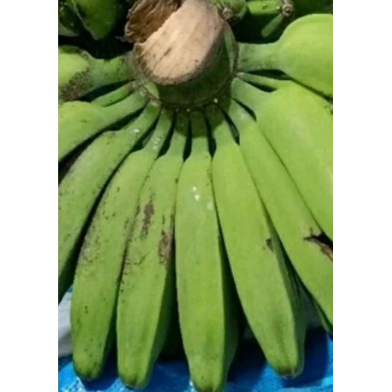 

pisang burung kepok putih 2hari matang 1sisir