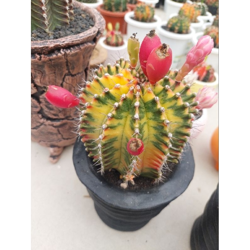 Bibit / seed LB miha var isi 200-+