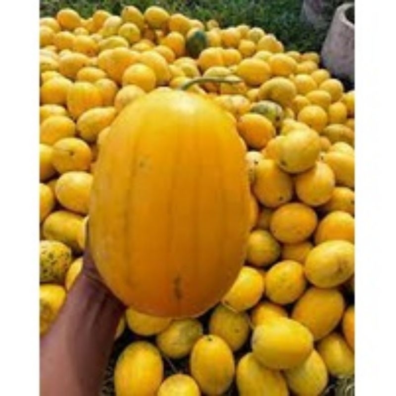 BENIH SEMANGKA GOLDEN ECER 50 BIJI