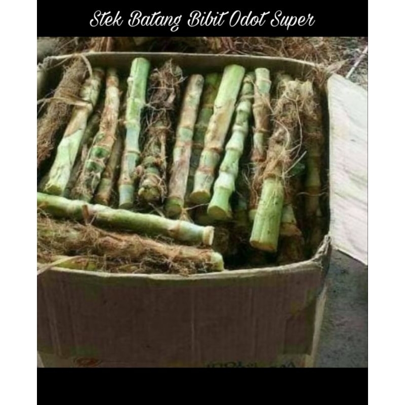 

Stek Rumput Odot super 5 kg