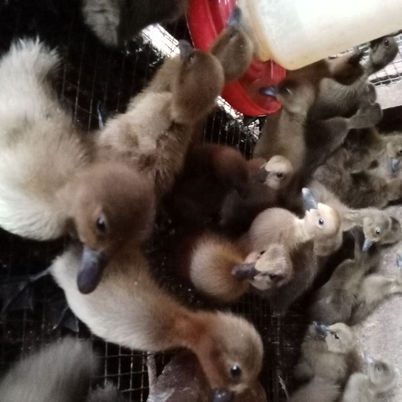 dod anakan bebek lokal isi 10ekor