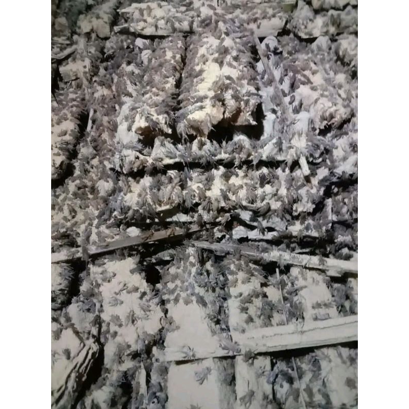 telur jangkrik alam super