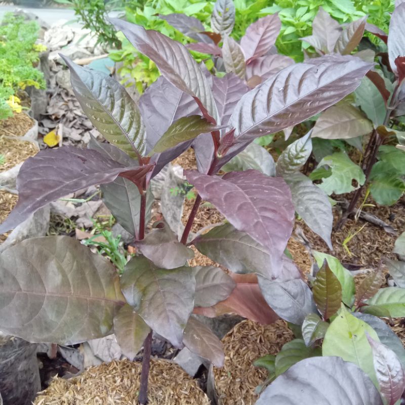 Tanaman herbal daun Handeuleum daun ungu