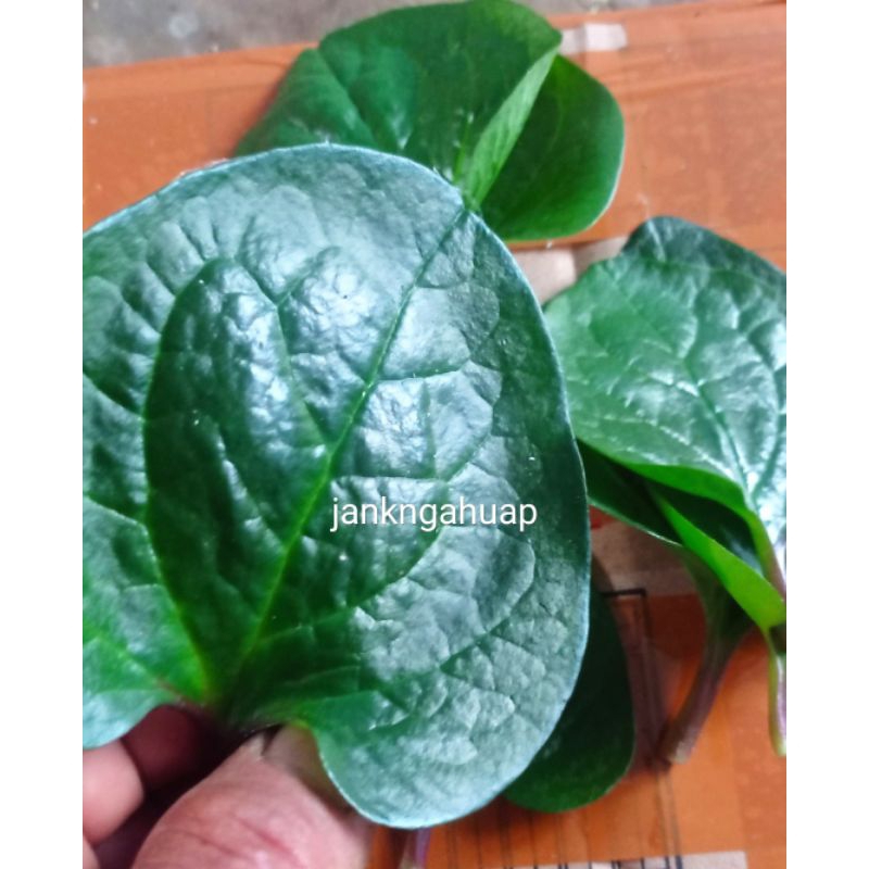 

Daun angkung | Daun Binahong Merah per 1 lembar